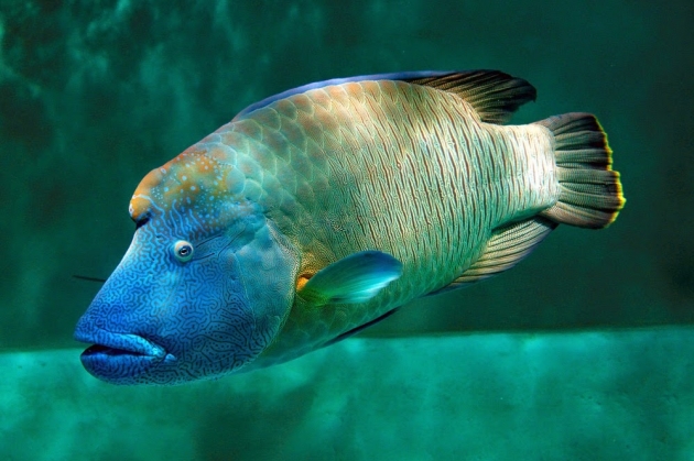 Anambas, Pulau Tropis Terindah Tempat Habitat Hidup Ikan Napoleon