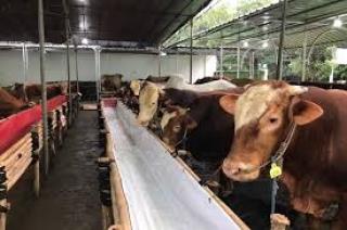 Sapi Seharga Puluhan Juta di Bintan Kabur Saat akan Dikurbankan