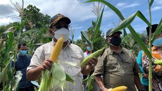 Petani di Karimun Panen Hasil Tamanan dan Dapat Bantuan Modal Pertanian