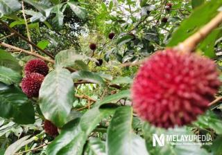 Lagi Musimnya di Lingga, Buah Pulas Ternyata Punya Banyak Manfaat Bagi Tubuh