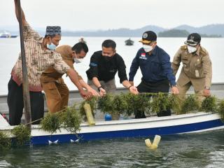 Mengembangkan Bisnis Budidaya Rumput Laut di Karimun 