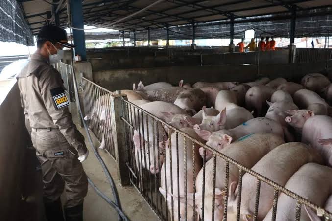 Sentra Peternakan Babi di Pulau Bulan Batam, Ekspor Hingga Milaran Rupiah