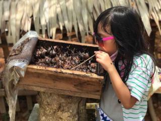 Berkunjung ke Edu-Tourism Gudem Bee Farm Sri Bintan, Seru Lho!