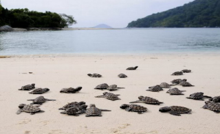 Ke White Sand Island, Melihat Penangkaran Penyu Hingga Sea Sport