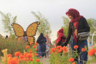 Celosia Garden Karimun, Menikmati Hamparan Luas dengan Bunga Indah