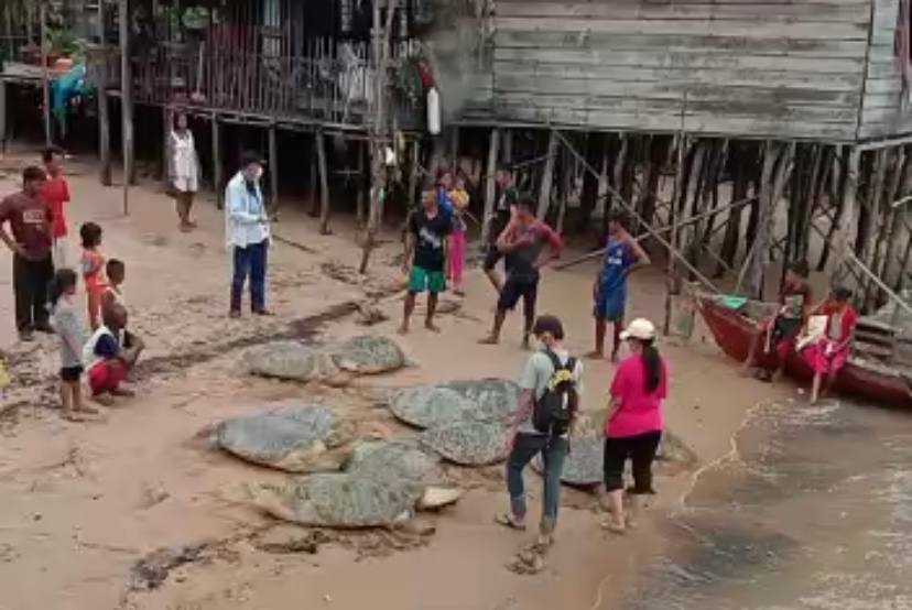 Belasan Penyu Tersangkut di Jaring Nelayan Kecamatan Buru