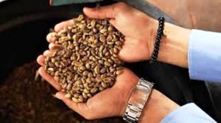 Liberika Riau, Citarasa Khas Kopi Luwak Gambut Terbaik di Indonesia