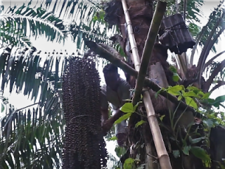 Mengenal Tradisi Beronou, Hasilkan Gula Aren Terbaik dari Riau