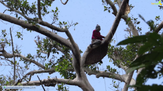 Tradisi Menumbai Madu Sialang, Dari Runutan Adat Hingga Ancaman Gaib