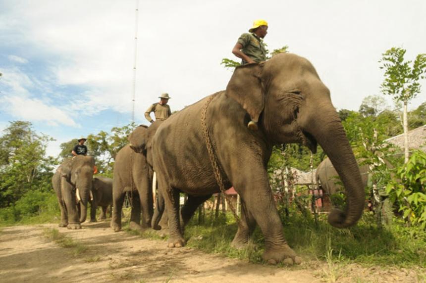 Mengenal Pusat Pelatihan Gajah Liar di Siak Riau