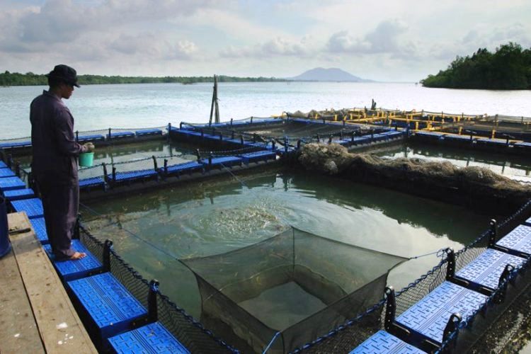 Melihat Budidaya Ikan Kerapu di Bintan