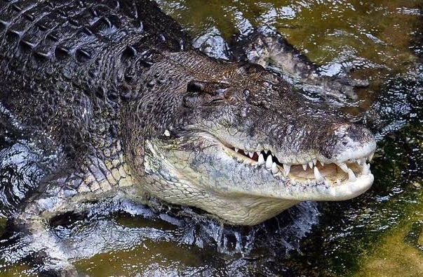 Buaya 4 Meter Pemangsa Warga saat Cari Lokan di Bengkulu Ditangkap