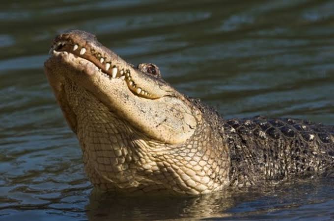 Tangkap Buaya di Waduk Kolong Enam, Damkar Bintan Pasang Jerat