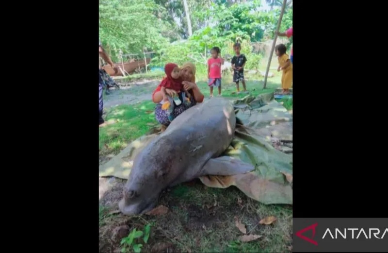 Seekor Duyung Ditemukan Mati Tersangkut Jaring Nelayan di Natuna