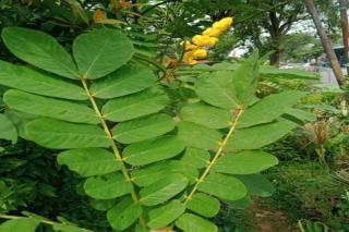 Cara Sembuhkan Penyakit Panu dengan Obat Tradisional Melayu