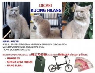 Warga Batam Ini Bikin Sayembara Berhadiah iPhone 13 Cari Kucing Kesayangan yang Hilang