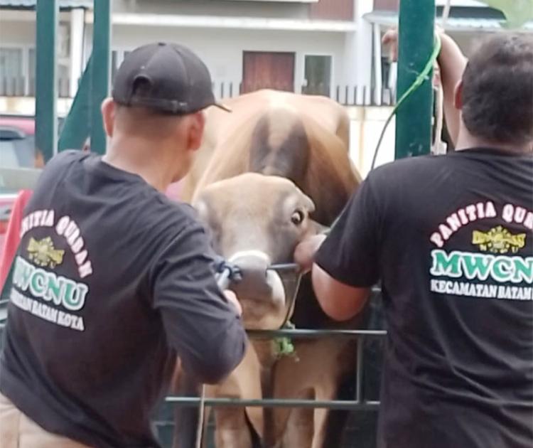 Anggota DPR RI Cen Sui Lan Berkurban Sapi Serentak di Tiga Lokasi