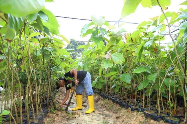 Dalam Waktu Dekat, 12 Ribu Pohon Jati Emas Akan Ditanam Ulang