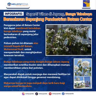 INFOGRAFIS: Seperti Vibes di Jepang, Bunga Tabebuya Bermekaran Sepanjang Pendestrian Batam Center